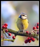 Blue Tit .