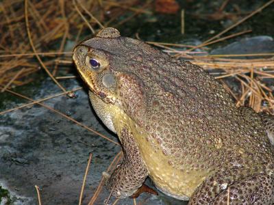 Closeup of Bullfrog