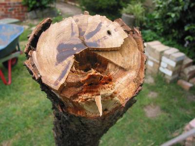 apricot dieback