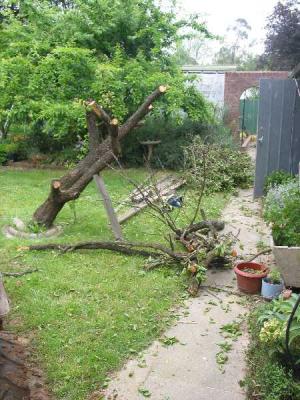 2nd apricot pruned for removal