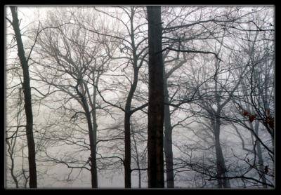 December 2003   our lake in fog