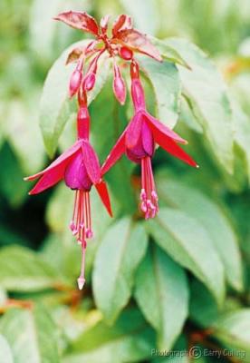 Fuschias 1.jpg