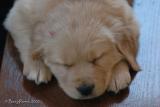 Pups 6 weeks - 062.jpg