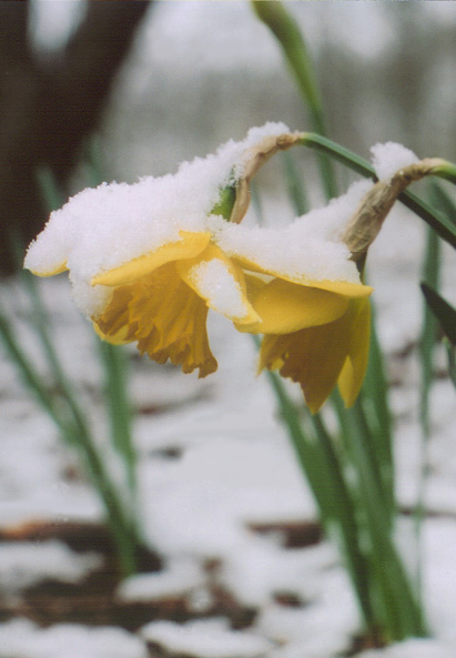 Snowy Daffodils v