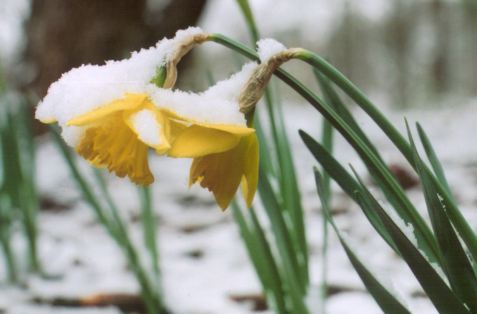Snowy Daffodils h