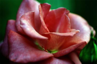 Fading rose