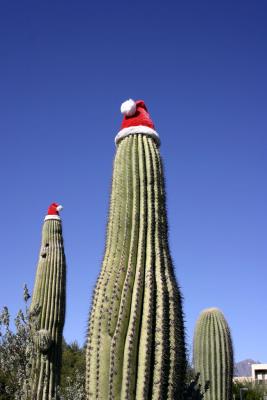 Saguaro Santa