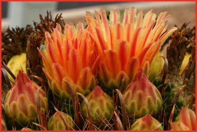 Fishhook Barrel Cactus Flowers #3