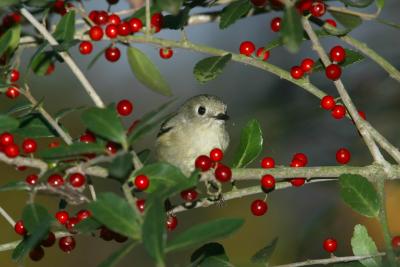 RUBY-CROWNED KINGLET