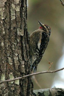 YELLOW-BELLIED SAPSUCKER I