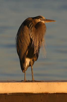 GREAT BLUE HERON