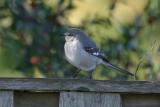 NORTHERN MOCKINGBIRD