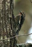 YELLOW-BELLIED SAPSUCKER I