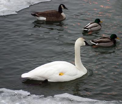 Ducks and a Swan.jpg