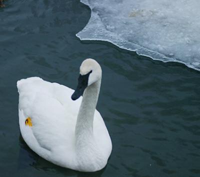 Swan Lake.jpg