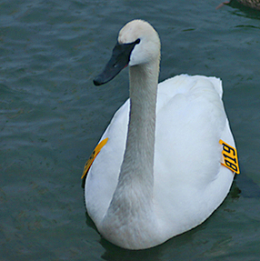 Swan on Frenchmans Bay in February.jpg