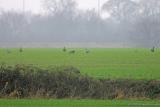 white fronted goose.jpg