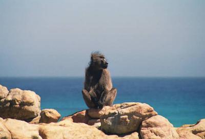 Chacma Baboon on the beach, Cape of Good Hope National Park