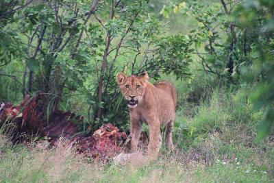 Kruger National Park 2001