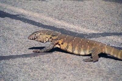 A big lizard