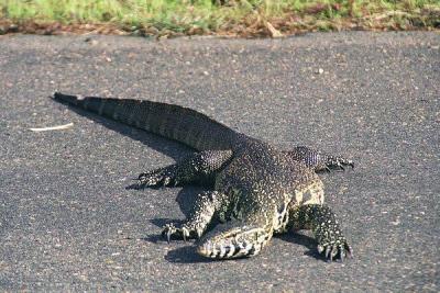 Nile monitor