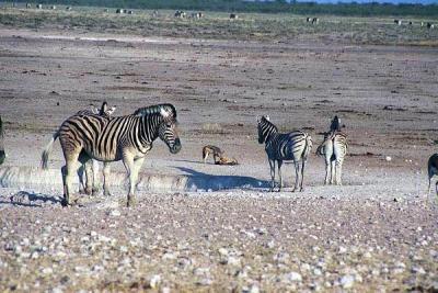 Jackals getting friendly while zebra watch, Etosha