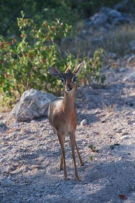 Damara dik-dik, Etosha