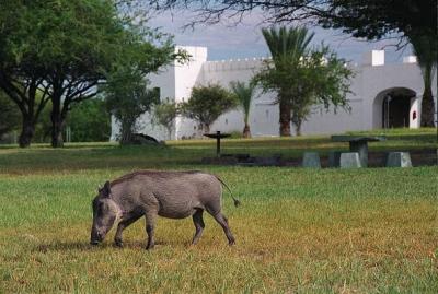 Warthog, Namutoni