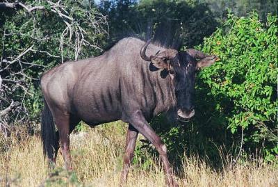 Blue wildebeest, Etosha