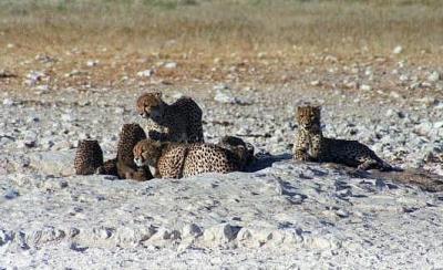 This is the largest number of cheetah Ive seen in one place, Etosha