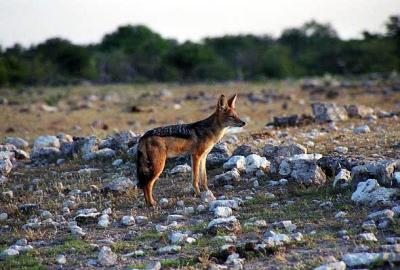 Black-backed Jackal, Etosha