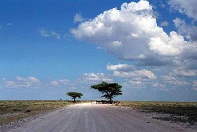 The road from Okondeka to Okaukuejo, Etosha. Zebra herd using the shade.