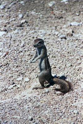 Cape Ground Squirrel, Etosha