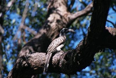 Hornbill, Waterberg