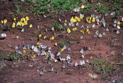 Butterflies, Waterberg