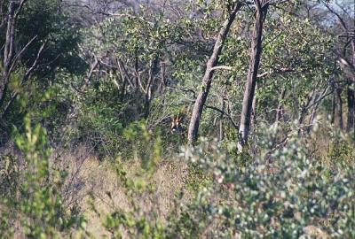 The rare Roan antelope in the thick bush, Waterberg