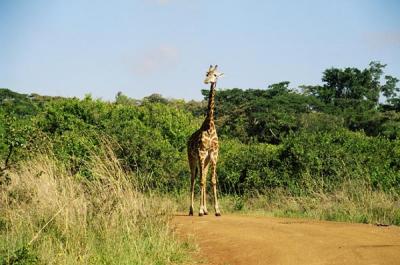 Giraffe, Nairobi National Park