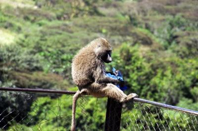 The baboons rule the picnic areas