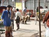 Sheep wandering around Dhaka