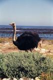 Ostrich on the beach, Cape of Good Hope