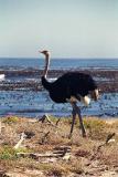 Ostrich on the beach, Cape of Good Hope