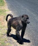 Chacma Baboon, enroute to the Cape