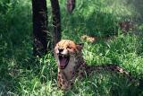 Hoedspruit Cheetah Project