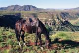 My Basotho pony taking a break