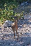Damara dik-dik, Etosha