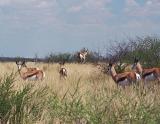 Springbok springing (pronking)