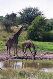 Giraffe at waterhole