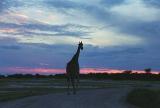 Giraffe walking on the road, sunset, Namutoni