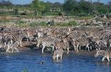 Large zebra herd takes over Okaukuejo