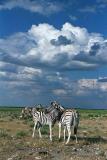 Zebra, Etosha